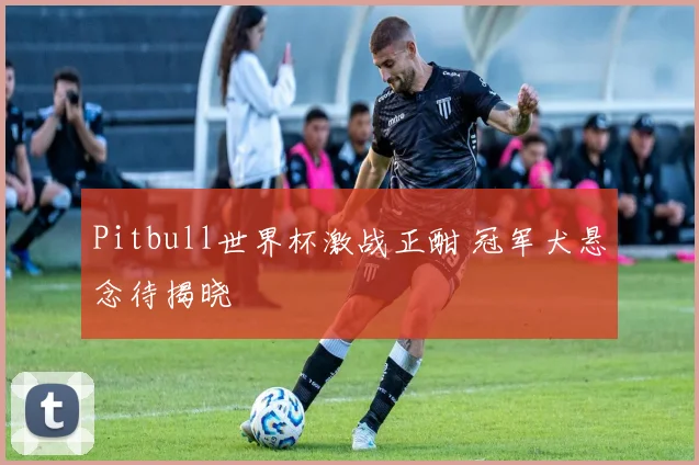 Pitbull世界杯激战正酣 冠军犬悬念待揭晓